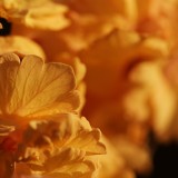 Sarah Johnson ©