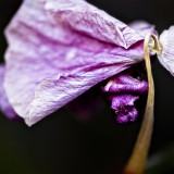wizened 1024