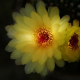 Light