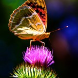 Buttterfly