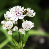 Juneauflowerbee