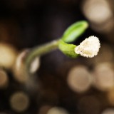 tiny seed 1024