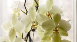 950 orchid