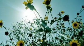 Golriz Sunflowers