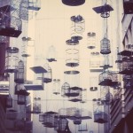 Fiona Gohari ©