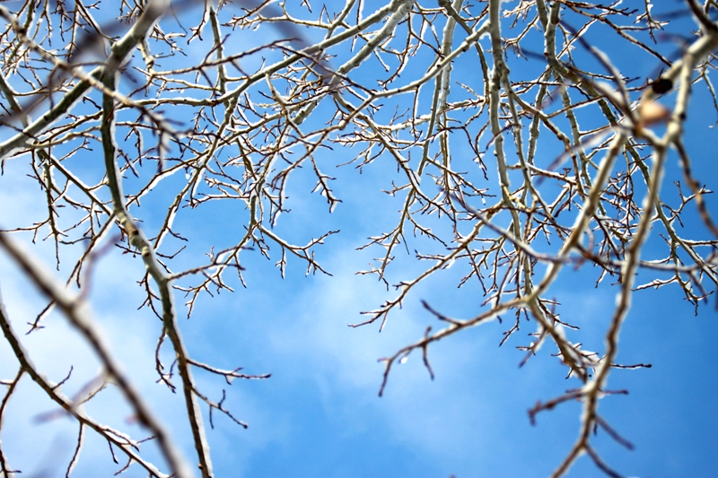 Icy Tree Branches