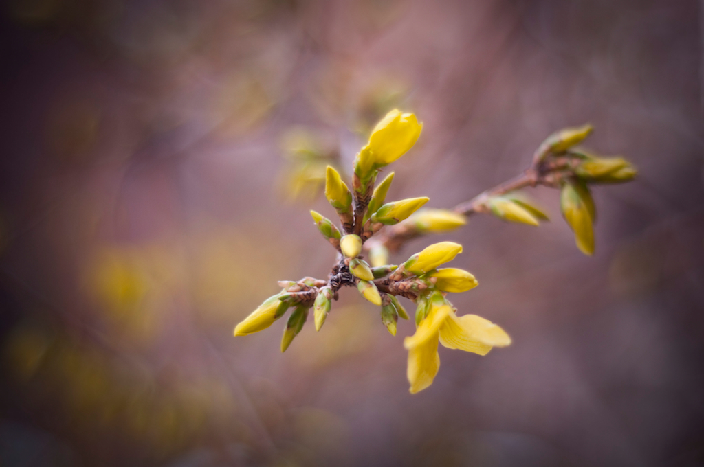 New buds on a forsythia bush