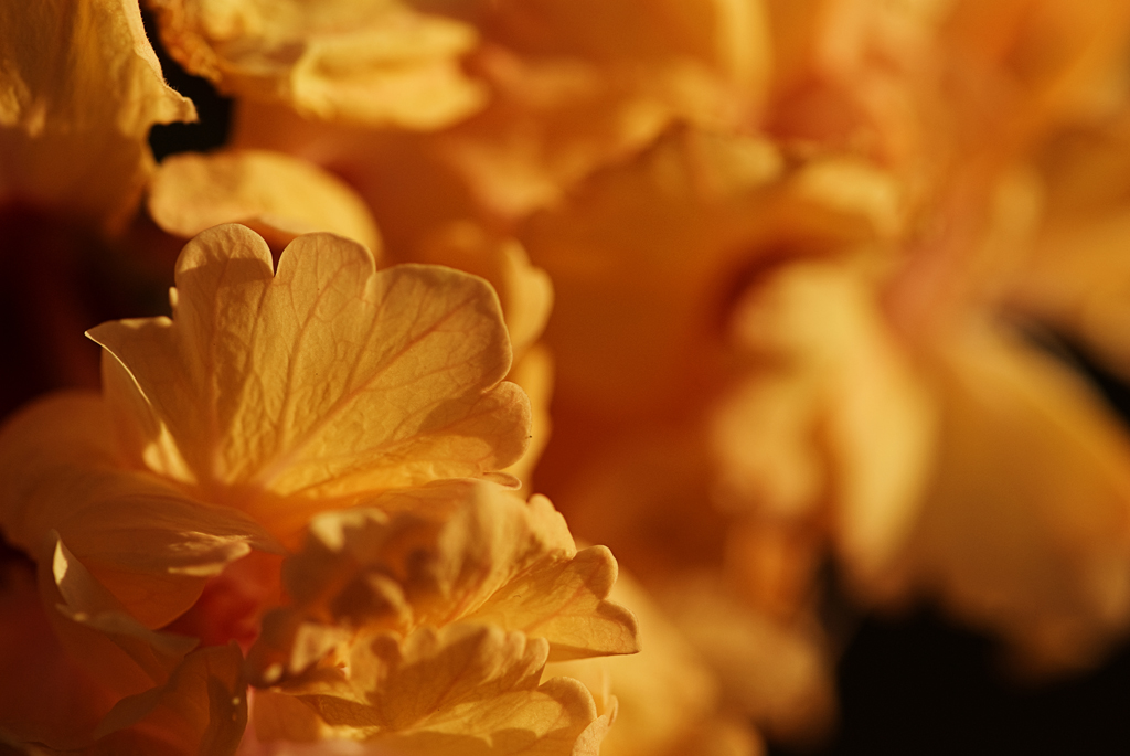 Hibiscus Flower