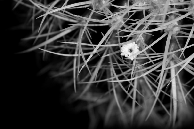 Thorns and flowers