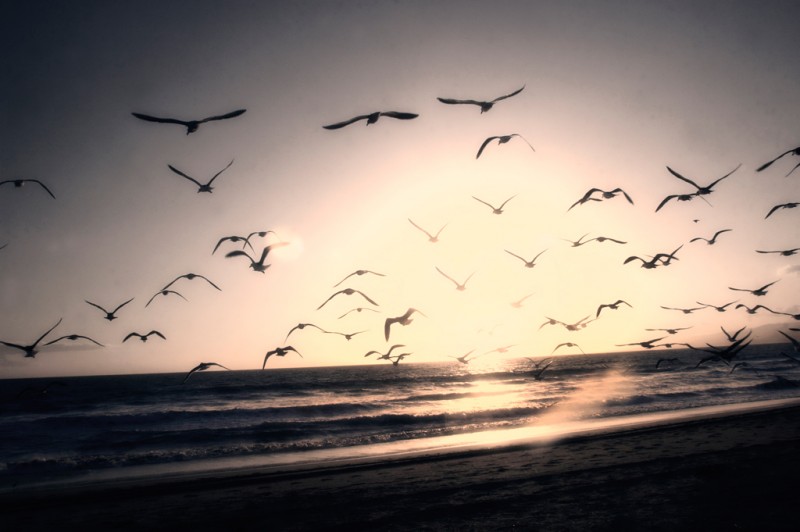 Seagulls at the beach in Los Angeles