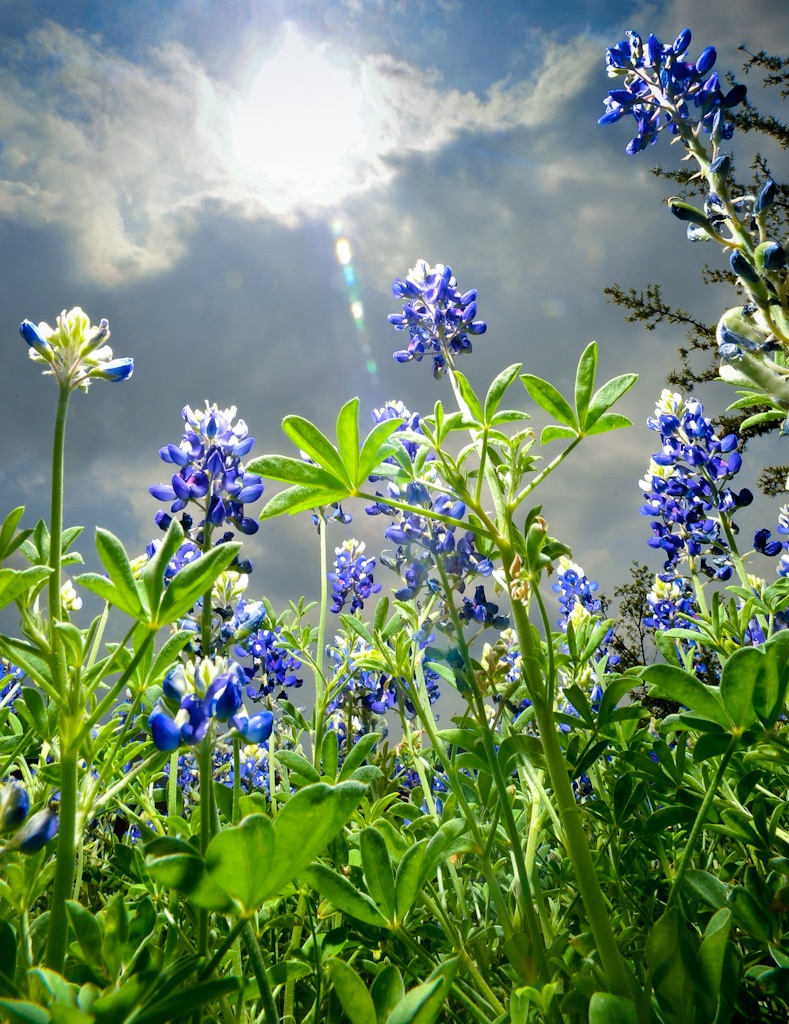 Blue spring flowers