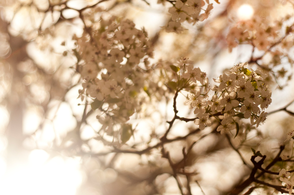 Flowering Tree