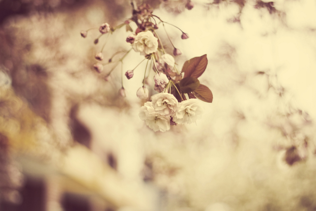 Cherry blossoms on tree