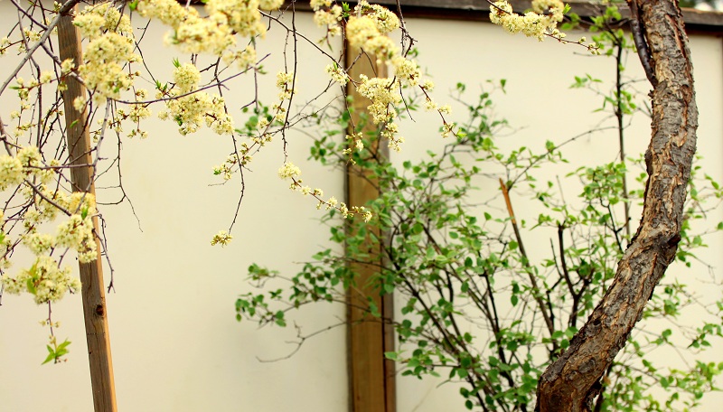 Yellow Flowering Tree