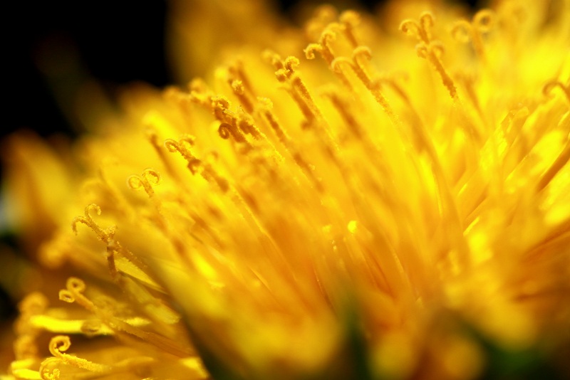 Flower Stamen