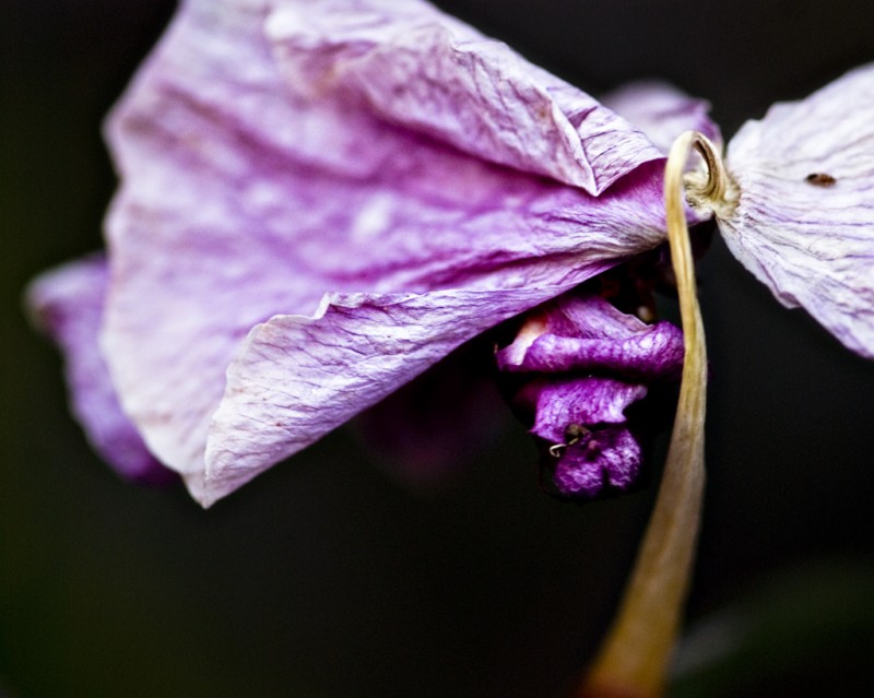 Dried Orchid