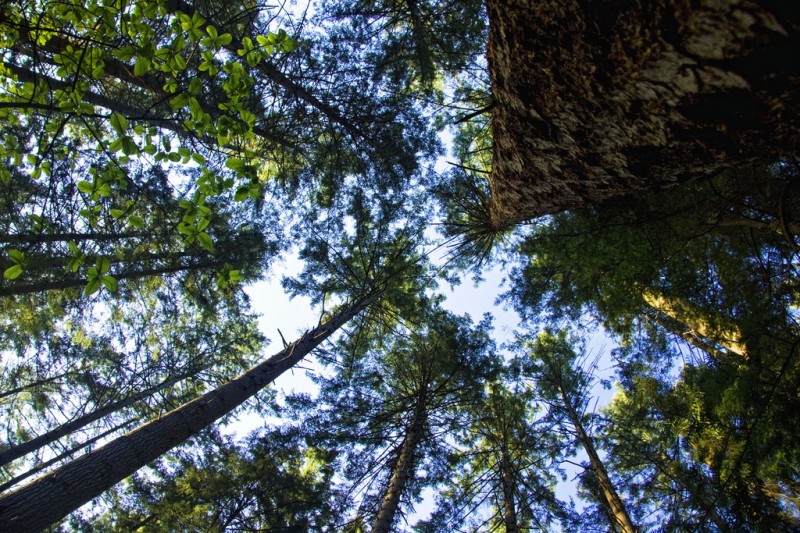 Treetops in a forest