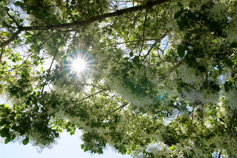 Chinese fringe tree