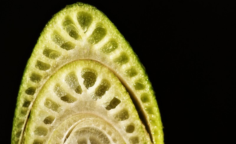 Cross section of palm stalk