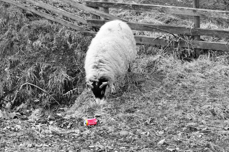 Sheep eating a coke can