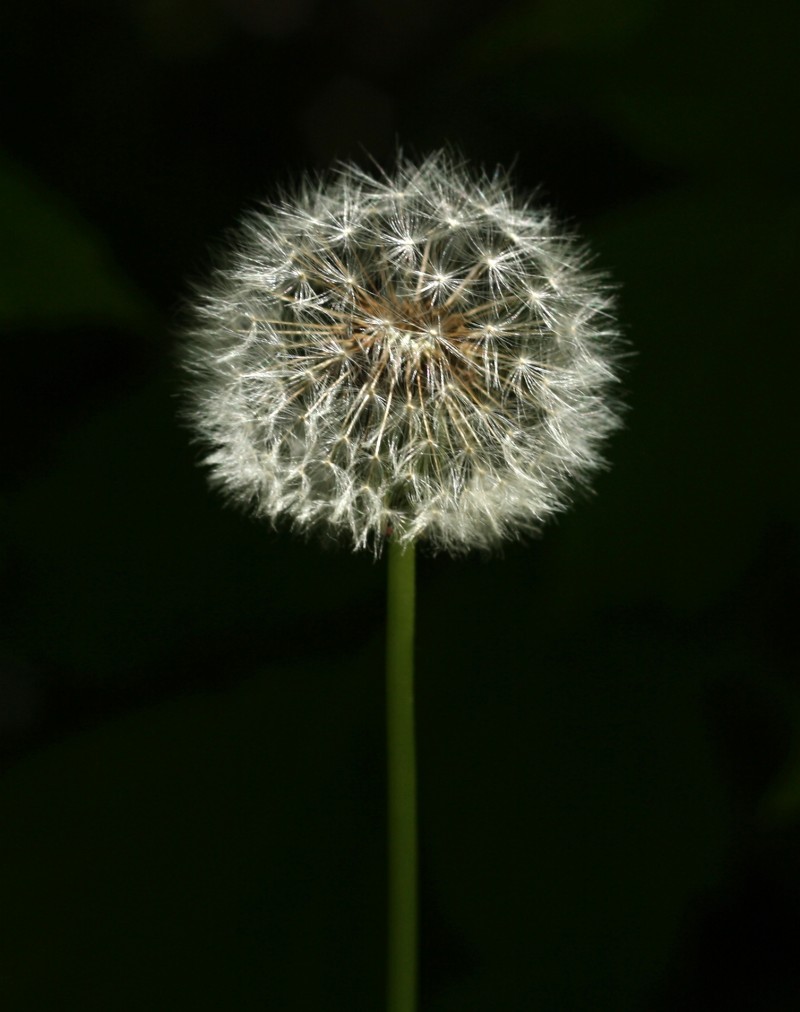 White Dandelion seeds