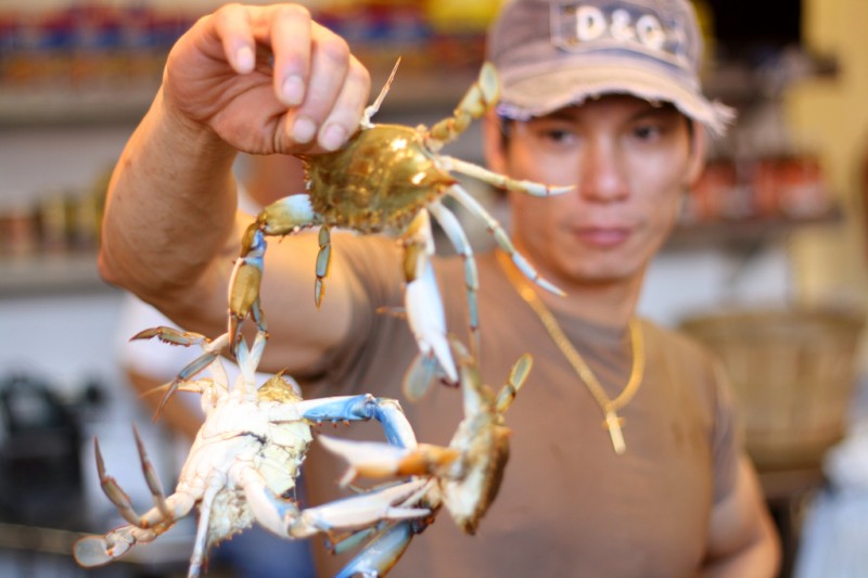 Live crabs for sale