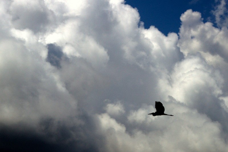 Blue Heron Flying across the clouds