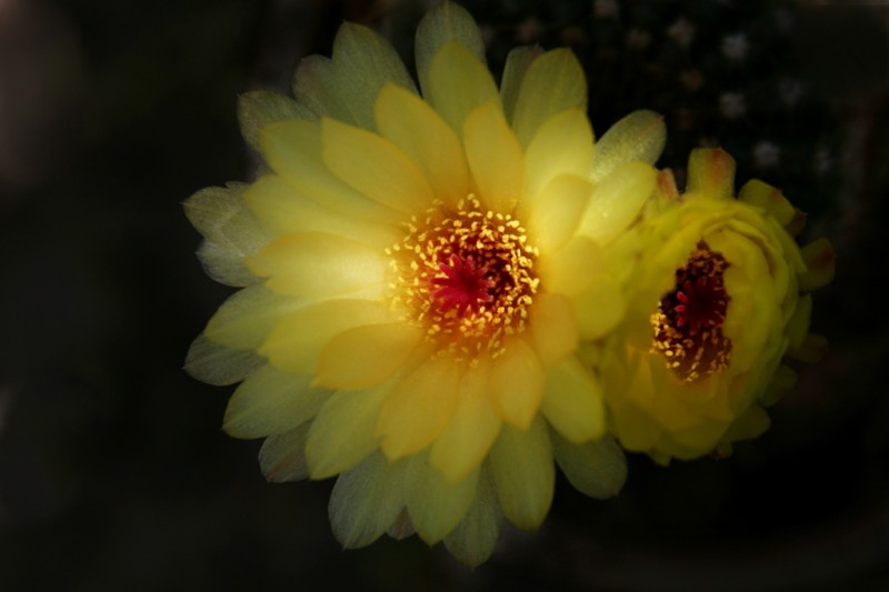 Yellow flowers