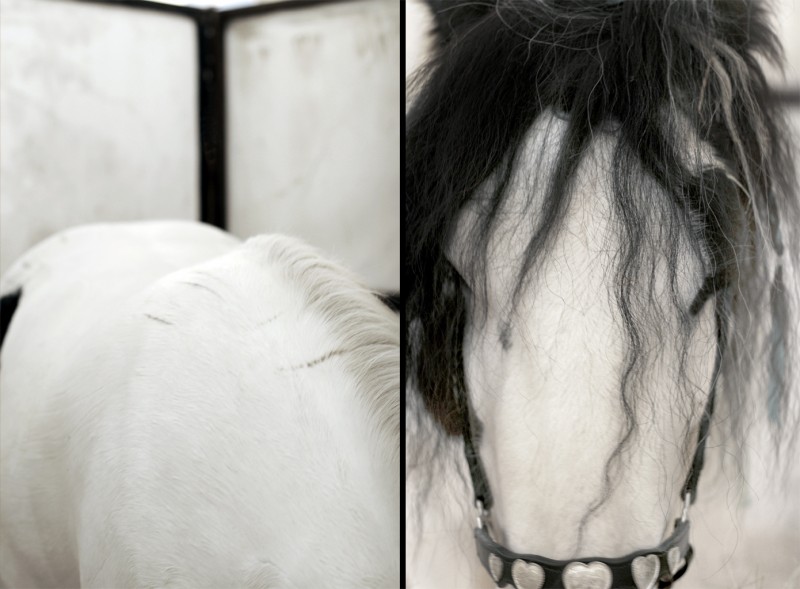 horse diptych