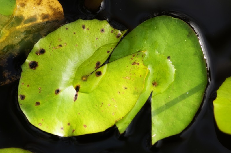 Lily pads in guam