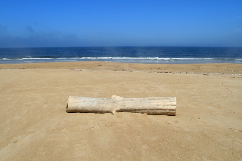 Driftwood in Plum Island, North of Cape Ann in Massachusetts