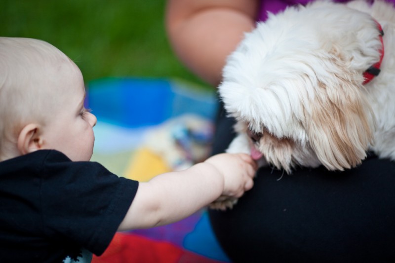 Baby petting a dog