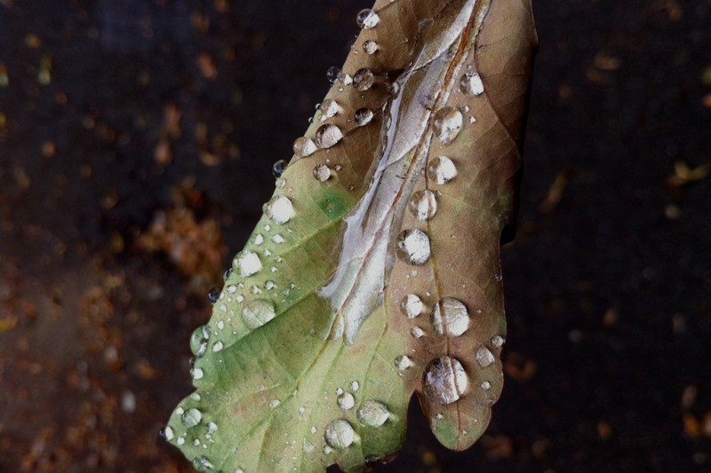 Dewdrops on a leaf