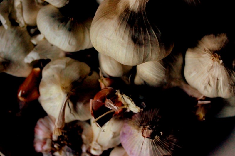 Garlic bulbs