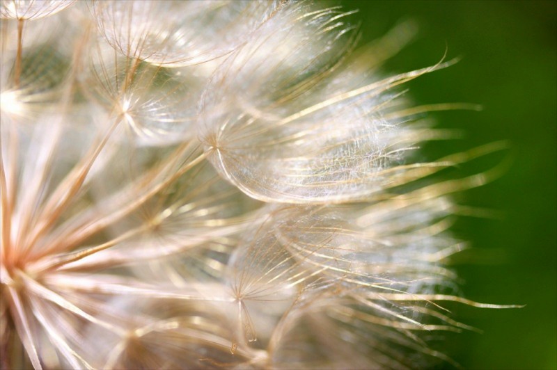 Dandelion seeds