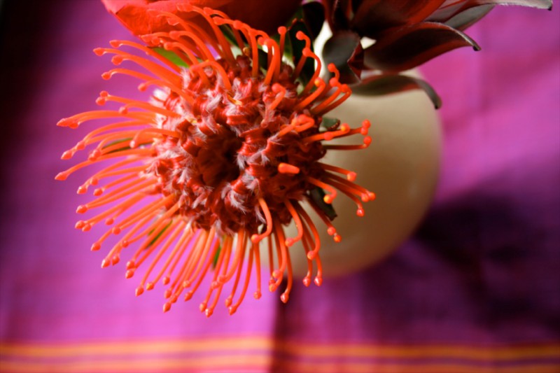 Pincushion Protea flower