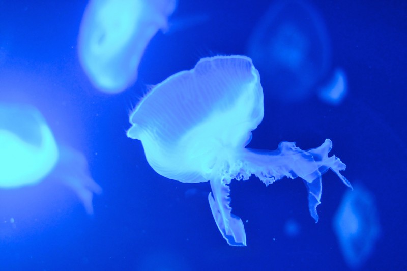 Moon Jellyfish