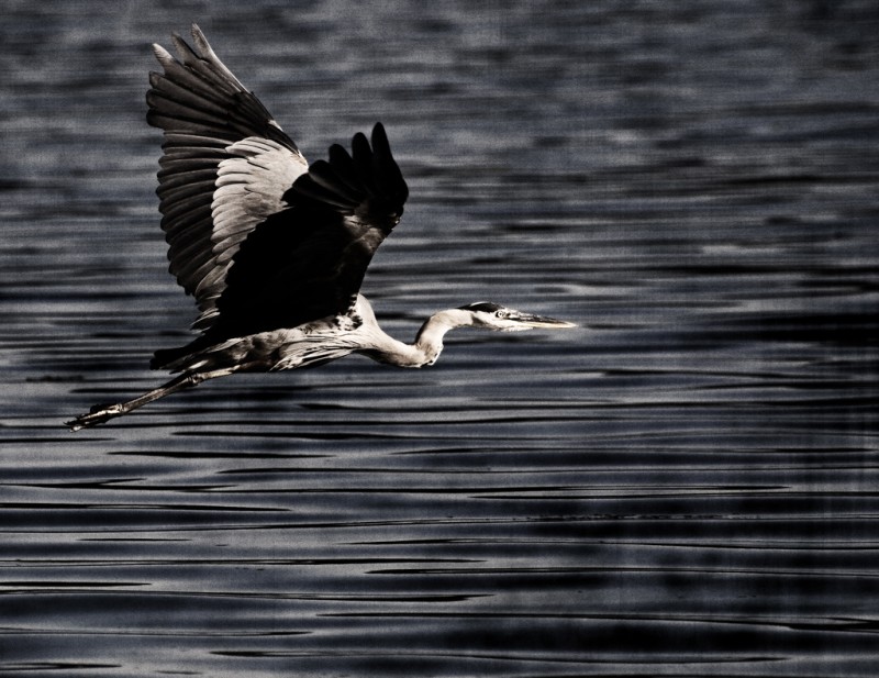 Water bird Vancouver