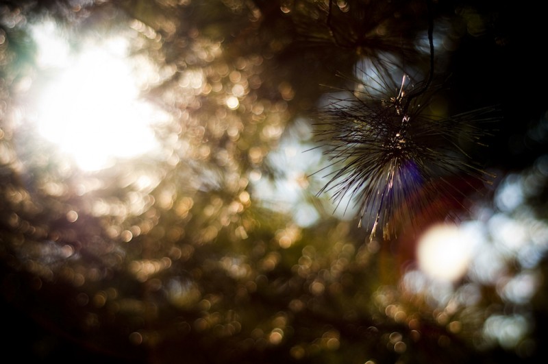 Pine Needles