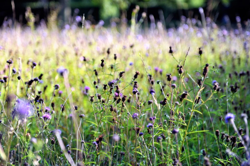 Thistles and heather flowers