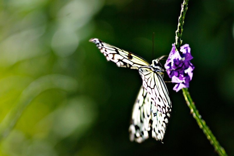 Monarch butterfly