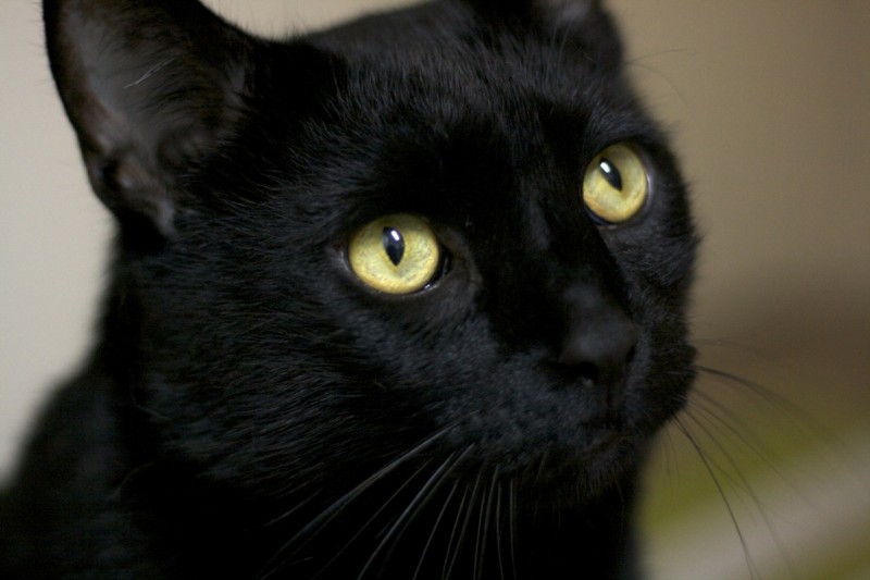 Black cat