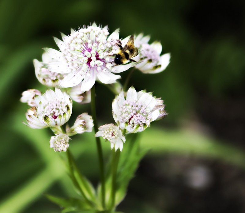 Bumble bee on flower