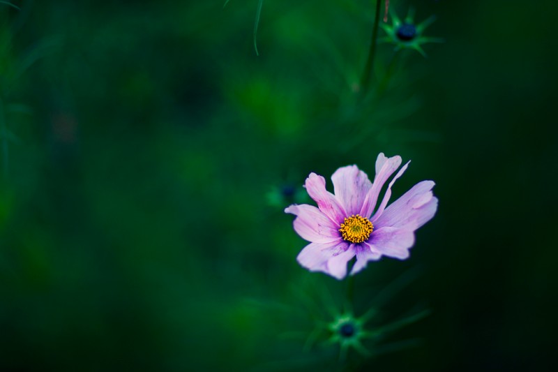 Purple wildflower