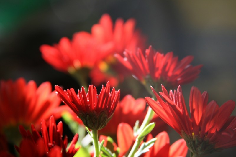 Red flowers