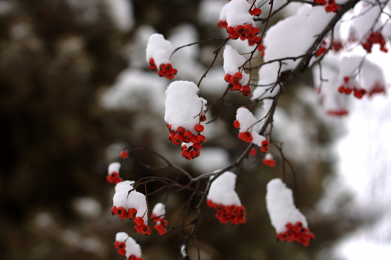 Winter berries and snow Winter Berries and Snow