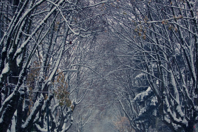 Snowy forest