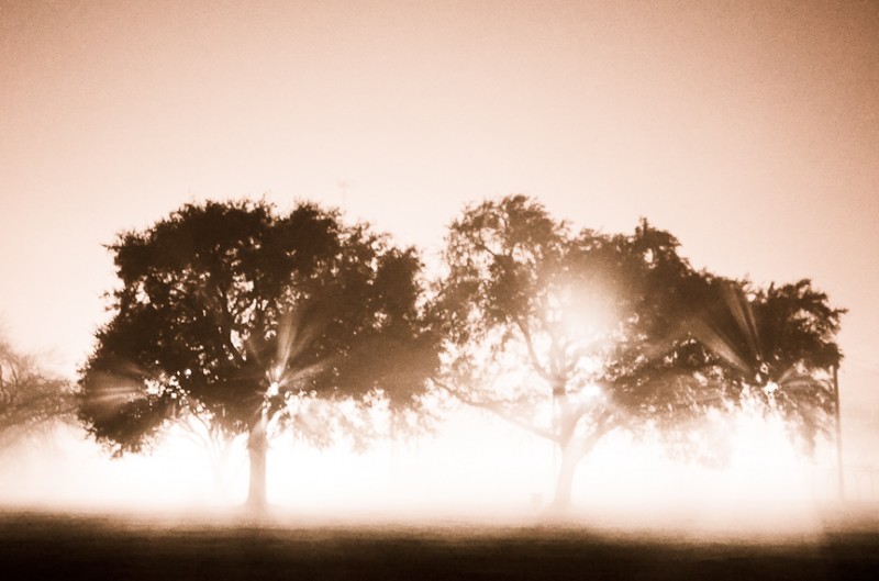 Light shining through the trees