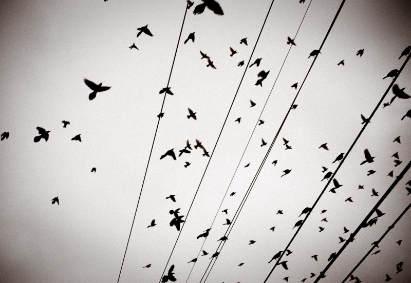 Birds flocking to electric wires