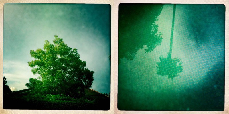Diptych photo of trees